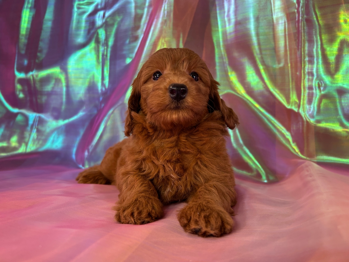 Female Miniature Golden Doodle Puppy for Sale DOB 6-5-2026 $1200